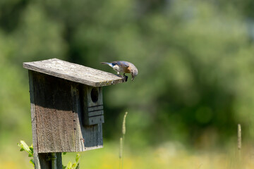 Naklejka premium Eastern Bluebirds bring food to the young