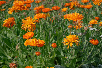 field of orange flowers
