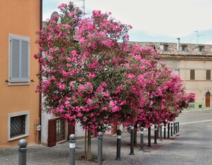 Naklejka premium Balconi Fioriti