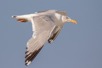 Herring Gull