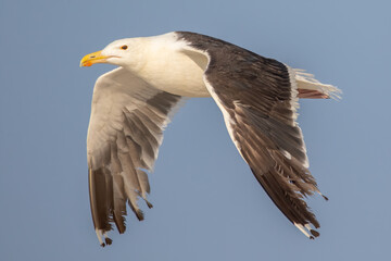 Great Black-backed Gull