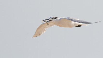 A sandwich tern flying along the beach with a fish in its mouth.