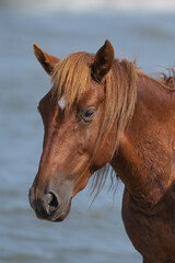 A closeup of a North Carolina wild horse