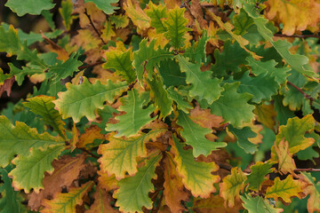 Orange green oak leaves in autumn in the forest