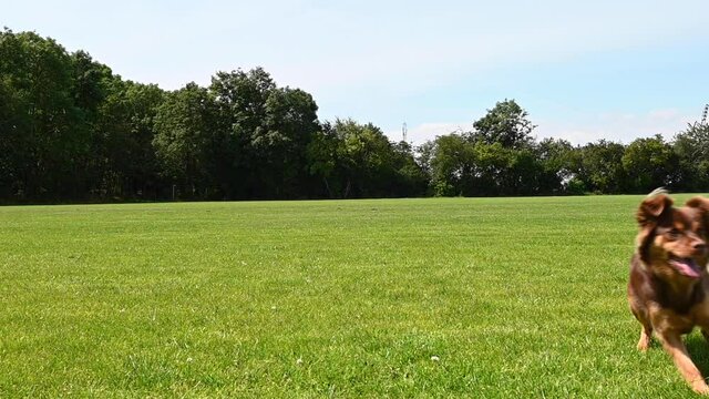 Little, cute, brown dog chasing after ball, stock footage slow motion