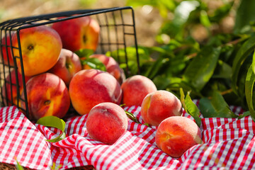 Basket with tasty fresh peaches in garden