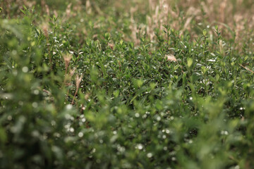 green grass in the morning