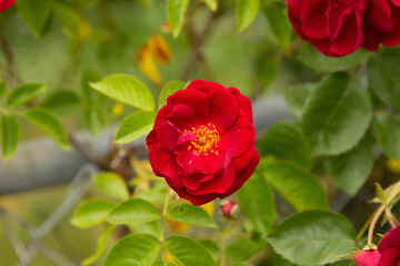 red rose in garden