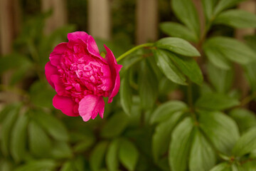 pink rose in garden