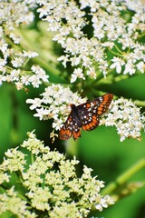 Butterfly on Flower 