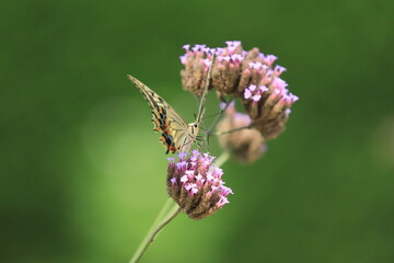 薄いピンク花の間で蜜を吸うアゲハチョウ