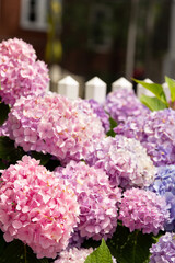 pink hydrangea flowers