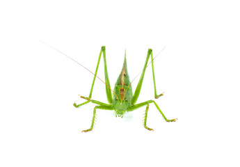 Big green grasshopper isolated on white background