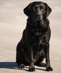 Labrador schwarz,Portrait am Strand
