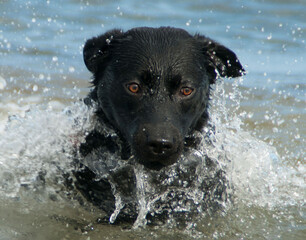Labrador schwarz im Meer schwimmend
