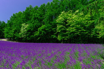 北海道　富良野の夏の風景　ラベンダー