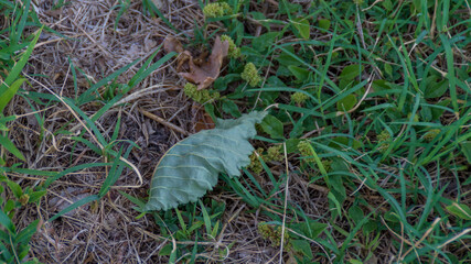 Foglia secca nel campo in estate