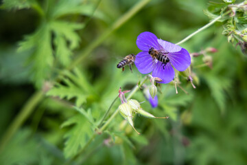 Kwiatek i pszczoły © adalbertus74
