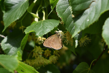 Denkler Waldvogel, Aphantopus hyperantus, auf Lindenblüte