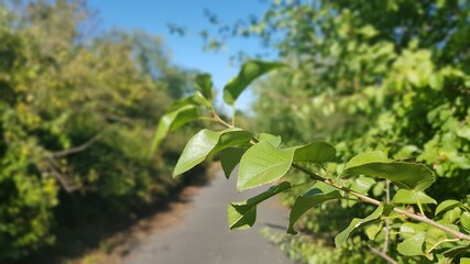 green grass of the sky