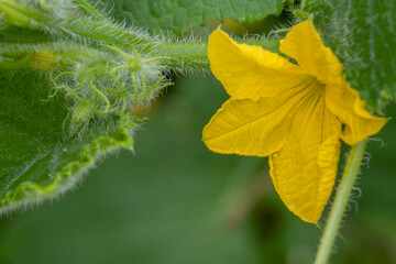 Obraz premium Fior di cetriolo, anche un ortaggio esprime il suo fascino in natura
