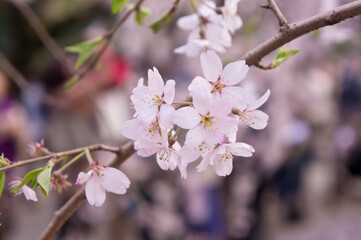 Obraz premium SAKURA