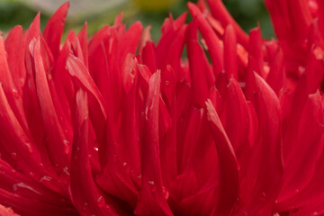 Dalia cactus rossa, closeup dei petali di questo bel fiore, i suoi petali ricordano delle lingue di...