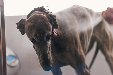 Specialist in uniform spraying a greyhound in a modern and comfortable veterinary clinic