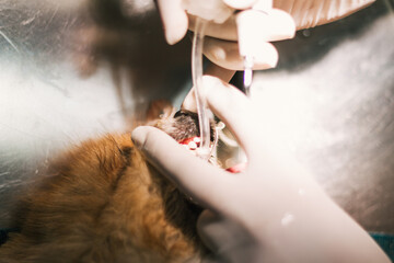 Crop Anonymous Vet Doctors Performing Operation In Clinic