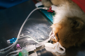 Close-up of a small brown and white dog with a respirator in a veterinary clinic