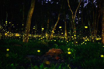 Firefly flying in the forest. Fireflies in the bush at night in Prachinburi Thailand. Long exposure...