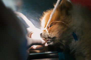 Close-up of a small brown and white dog with a respirator in a veterinary clinic