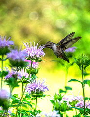 hummingbird and flower