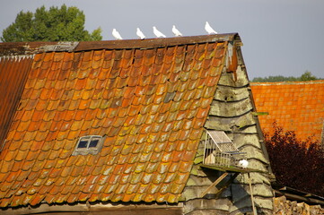 A closeup view of a dovecote with traditional red tiles at a farm in Belgium.
