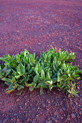 Green plant in dry ground. Barren soil. Drought concept. Dry ground texture. Barren soil. Drought concept.