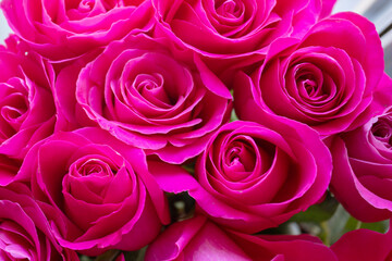 Beautiful purple flowers-fresh rose, top view, background for postcard