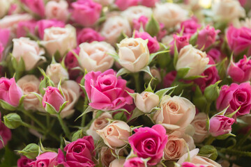 Open rosebuds-a bright background