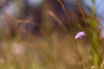 Bright natural rich background from wild plants. Multicolored flowers and herbs. Screensaver. 