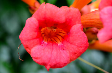 Fototapeta premium Flowers