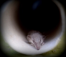 baby gray rat