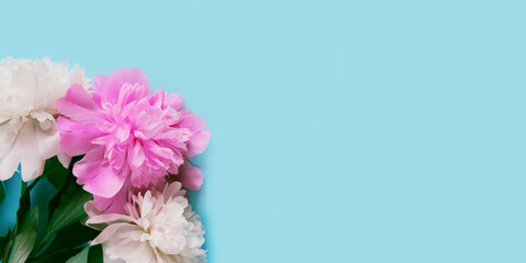 Creative layout made of white and pink peony flowers on pastel blue background.