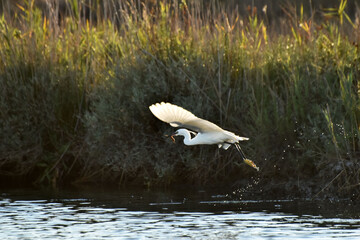 Garzetta in volo
