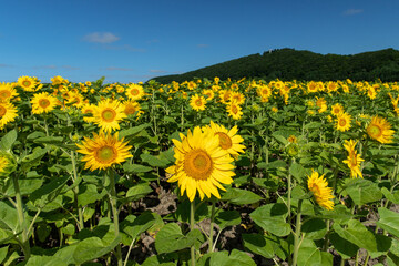 夏のひまわり