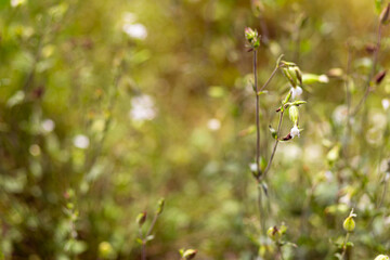 Bright natural rich background from wild plants. Multicolored flowers and herbs. Screensaver. 