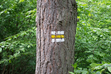 tourist sign in forest summer europe czech republic tree orientation hiking marks 