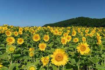 Obraz premium 夏のひまわり
