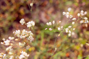 Bright natural rich background from wild plants. Multicolored flowers and herbs. Screensaver. 