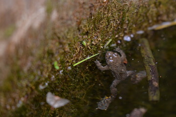bufonidae frog swimming in the water