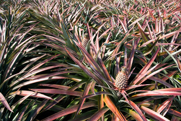 Pineapple soon to be harvest in the field, tropical fruit of Taiwan.