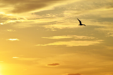 Silhouette of seagull flying in the golden sky, sunset